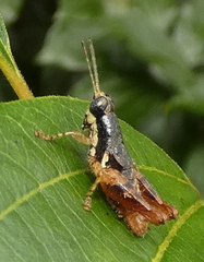 Eujivarus meridionalis