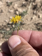Thelesperma megapotamicum