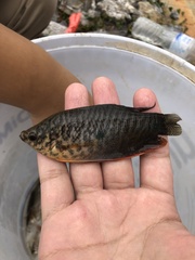 Trichopodus trichopterus