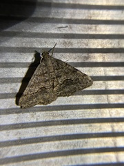 Frederickia s-signata