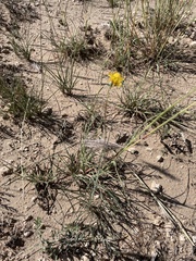 Thelesperma megapotamicum