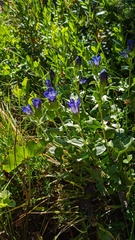 Gentiana plurisetosa