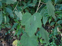 Rubus formosensis