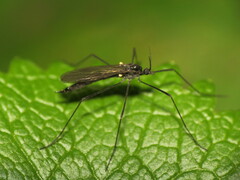 Gnophomyia tristissima