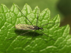 Gnophomyia tristissima