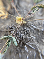 Pomaria jamesii