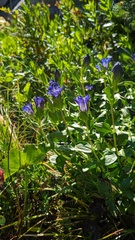 Gentiana plurisetosa