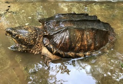 Macrochelys temminckii