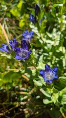 Gentiana plurisetosa
