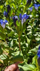 Gentiana plurisetosa