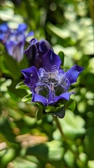 Gentiana plurisetosa