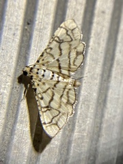 Hileithia rehamalis