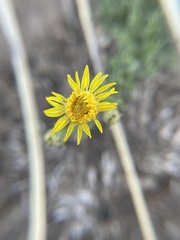 Xanthisma spinulosum