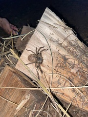 Polybetes pythagoricus