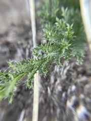 Xanthisma spinulosum