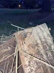 Polybetes pythagoricus