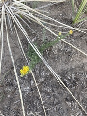 Xanthisma spinulosum