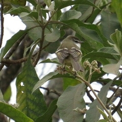 Mecocerculus leucophrys