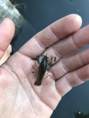 Procambarus clarkii