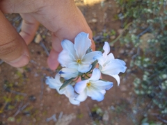 Zephyra elegans