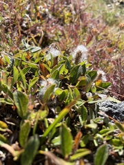 Salix petrophila