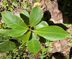 Terminalia