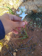 Zephyra elegans