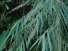 Arundo formosana
