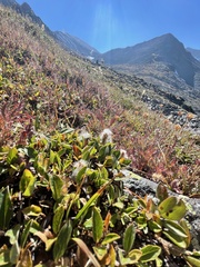 Salix petrophila