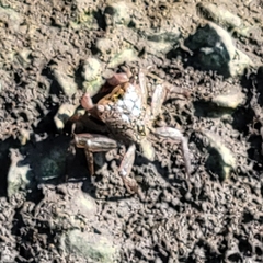Aratus pisonii