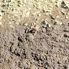 Aratus pisonii