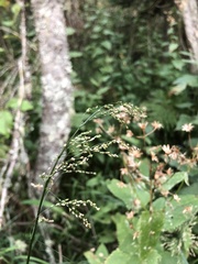 Glyceria elata