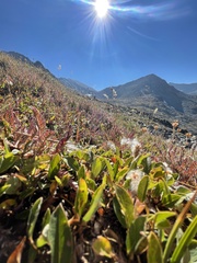 Salix petrophila