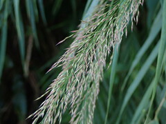 Arundo formosana