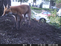 Vulpes vulpes fulvus