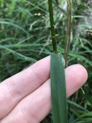Glyceria elata