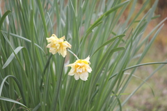 Narcissus