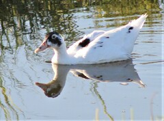 Anas platyrhynchos × Cairina moschata