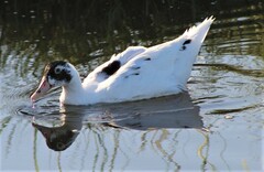 Anas platyrhynchos × Cairina moschata