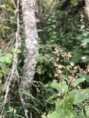 Glyceria elata