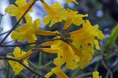 Handroanthus umbellatus
