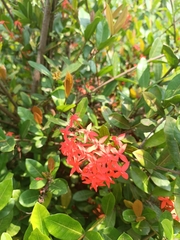 Ixora coccinea