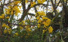 Handroanthus umbellatus