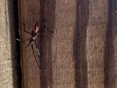 Zelus longipes