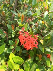 Ixora coccinea