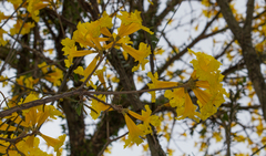 Handroanthus umbellatus