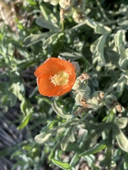 Sphaeralcea angustifolia
