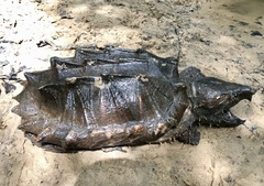 Macrochelys temminckii