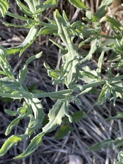 Sphaeralcea angustifolia