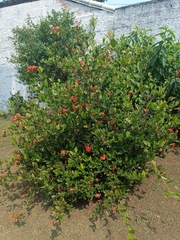 Ixora coccinea